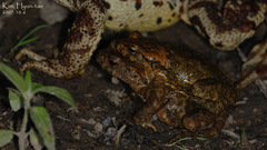 Bufo stejnegeri