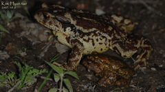 Bufo stejnegeri