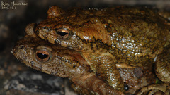 Bufo stejnegeri