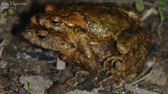 Bufo stejnegeri