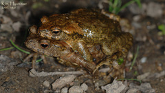 Bufo stejnegeri