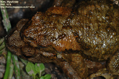 Bufo stejnegeri