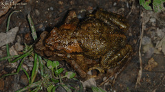 Bufo stejnegeri