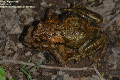 Bufo stejnegeri