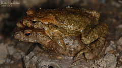 Bufo stejnegeri