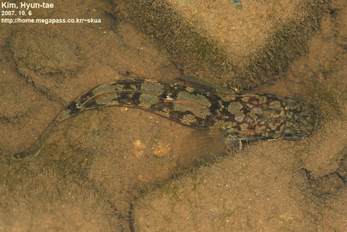 Floating goby (Gymnogobius urotaenia) — Gobiidae — 3