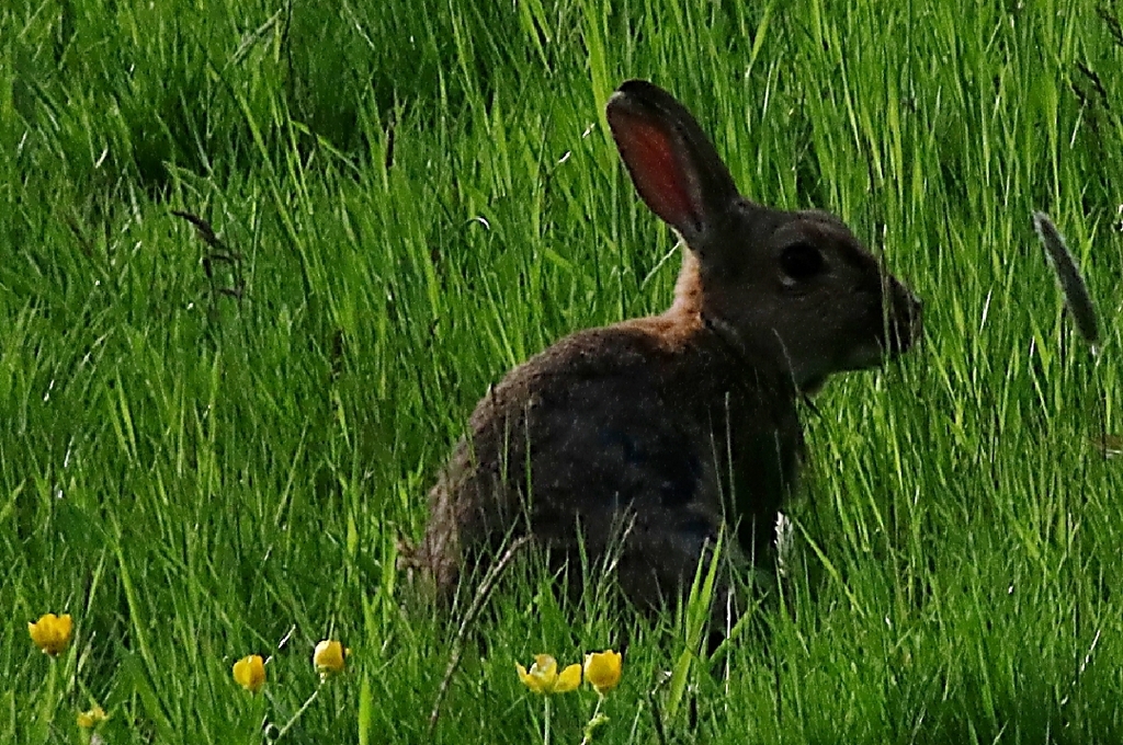 European Rabbit from Milton Street, Polegate BN26 5RP, UK on May 14