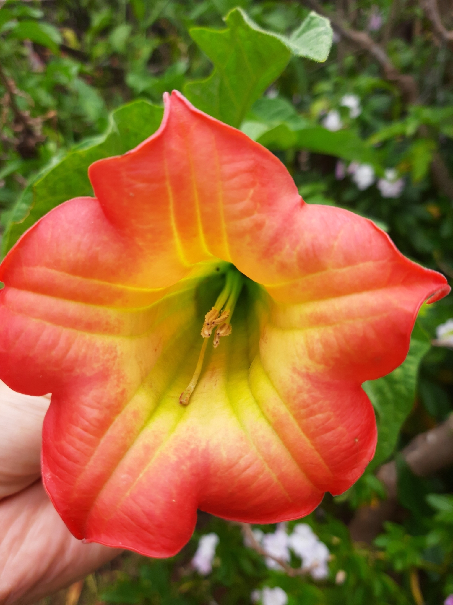 Brugmansia sanguinea image