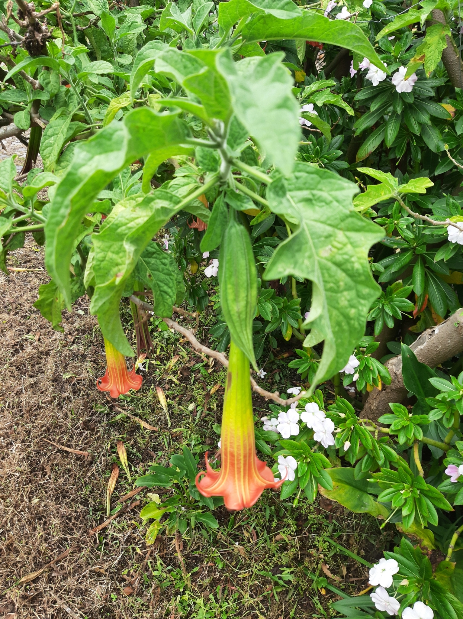 Brugmansia image