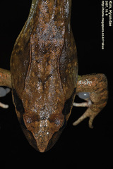 Rana uenoi