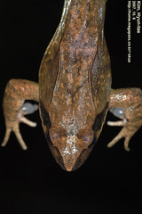 Rana uenoi