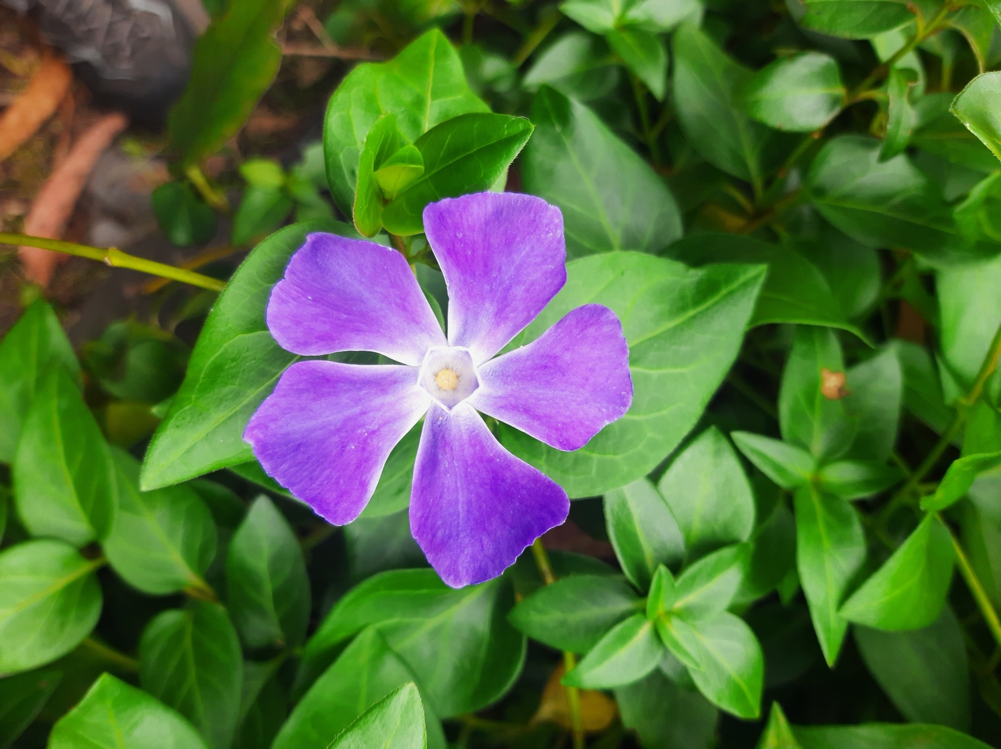 Vinca major image