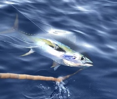 Thunnus albacares