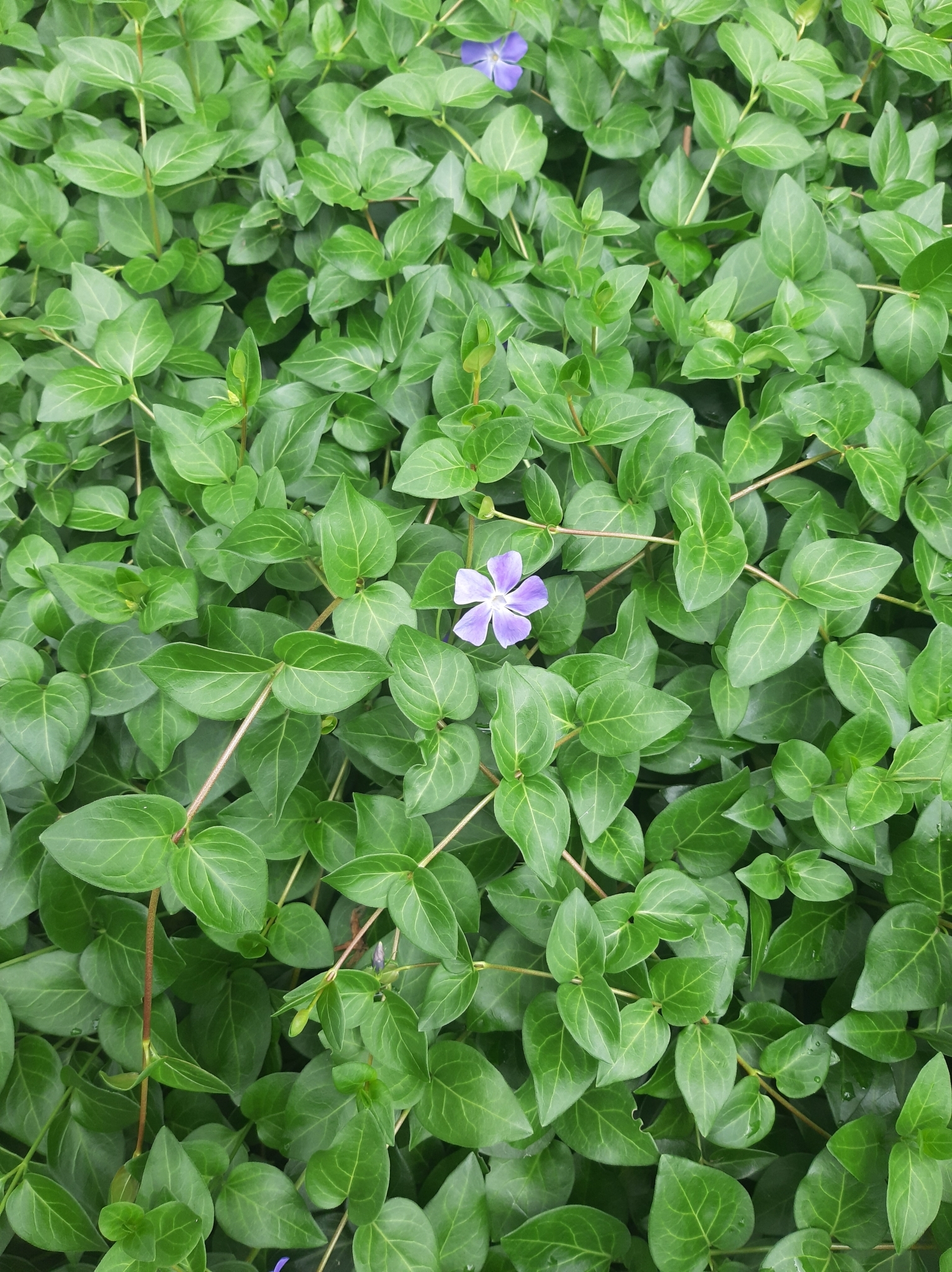 Vinca image