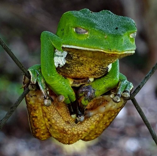 Phyllomedusa burmeisteri