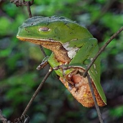 Phyllomedusa burmeisteri