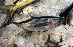 Thunnus atlanticus