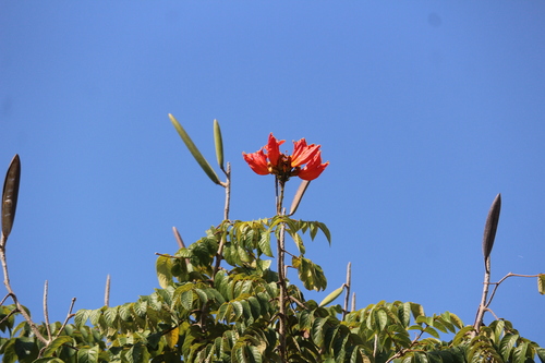 Spathodea campanulata