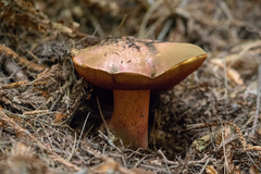 Rubroboletus pulcherrimus