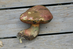 Rubroboletus pulcherrimus