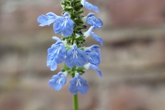 Salvia uliginosa