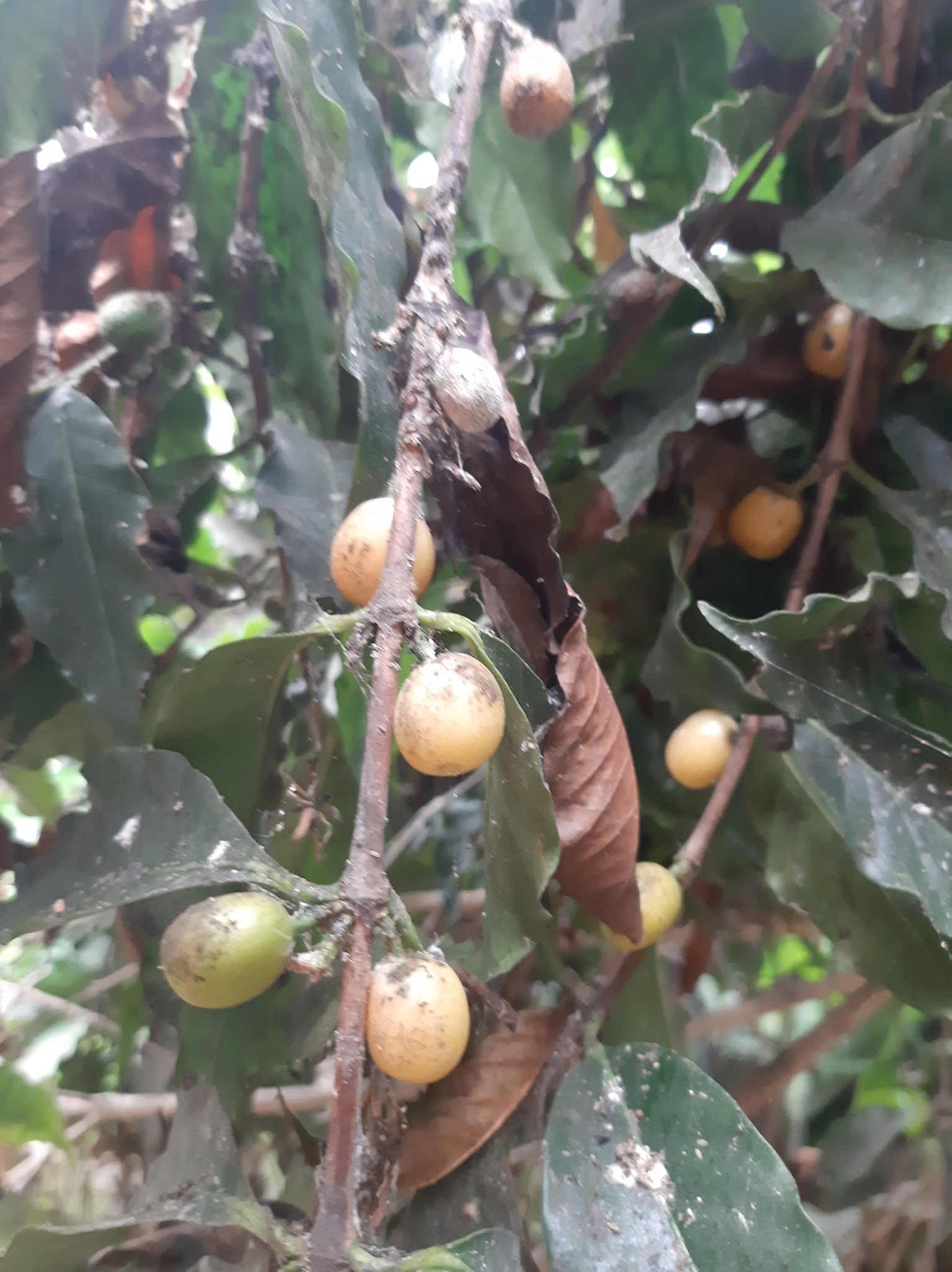 Coffea arabica image