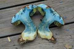 Rubroboletus pulcherrimus