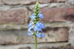 Salvia uliginosa