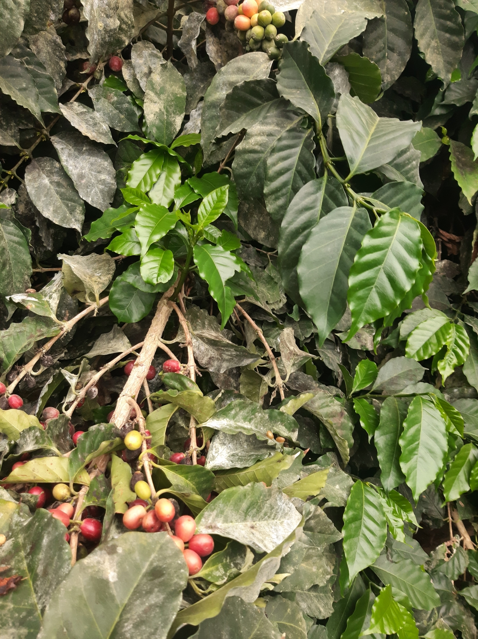 Coffea image