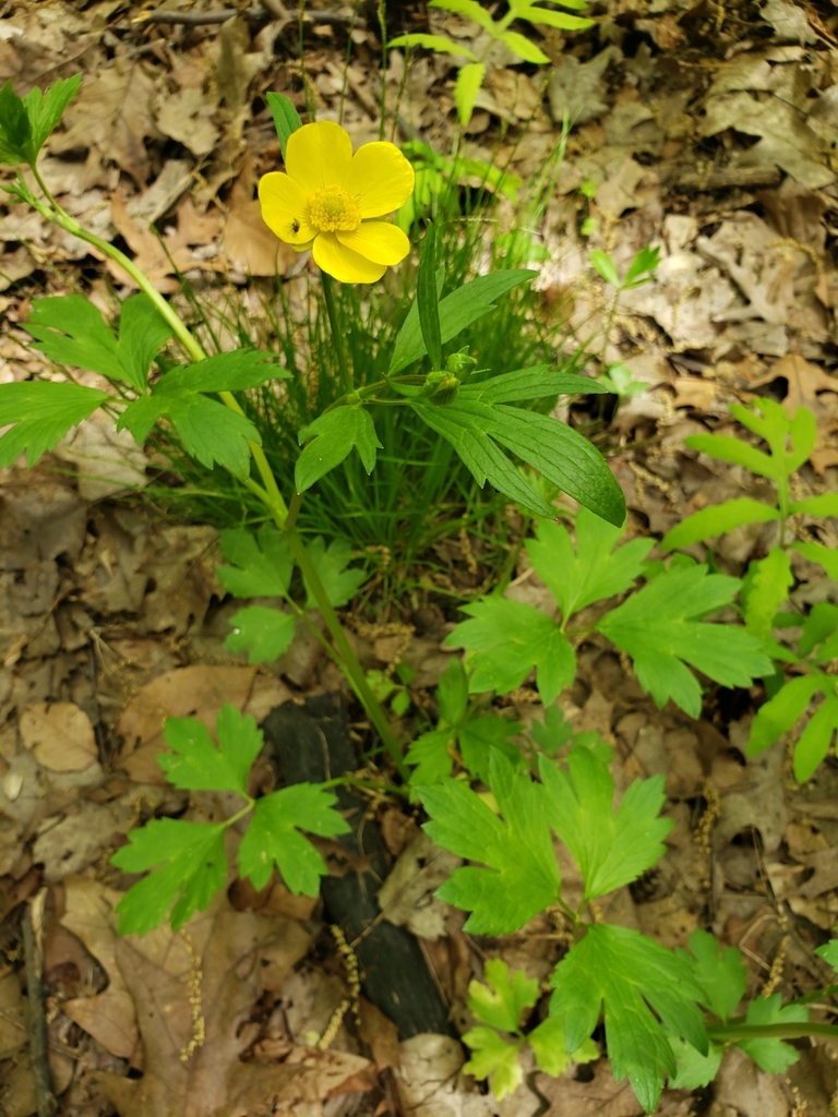 bristly buttercup from Dwaas Kill Nature Preserve on May 14, 2023 at 01