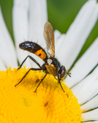 Cylindromyia interrupta