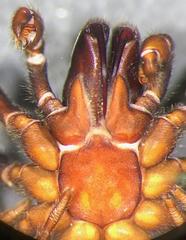 Sphodros niger