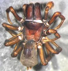 Sphodros niger