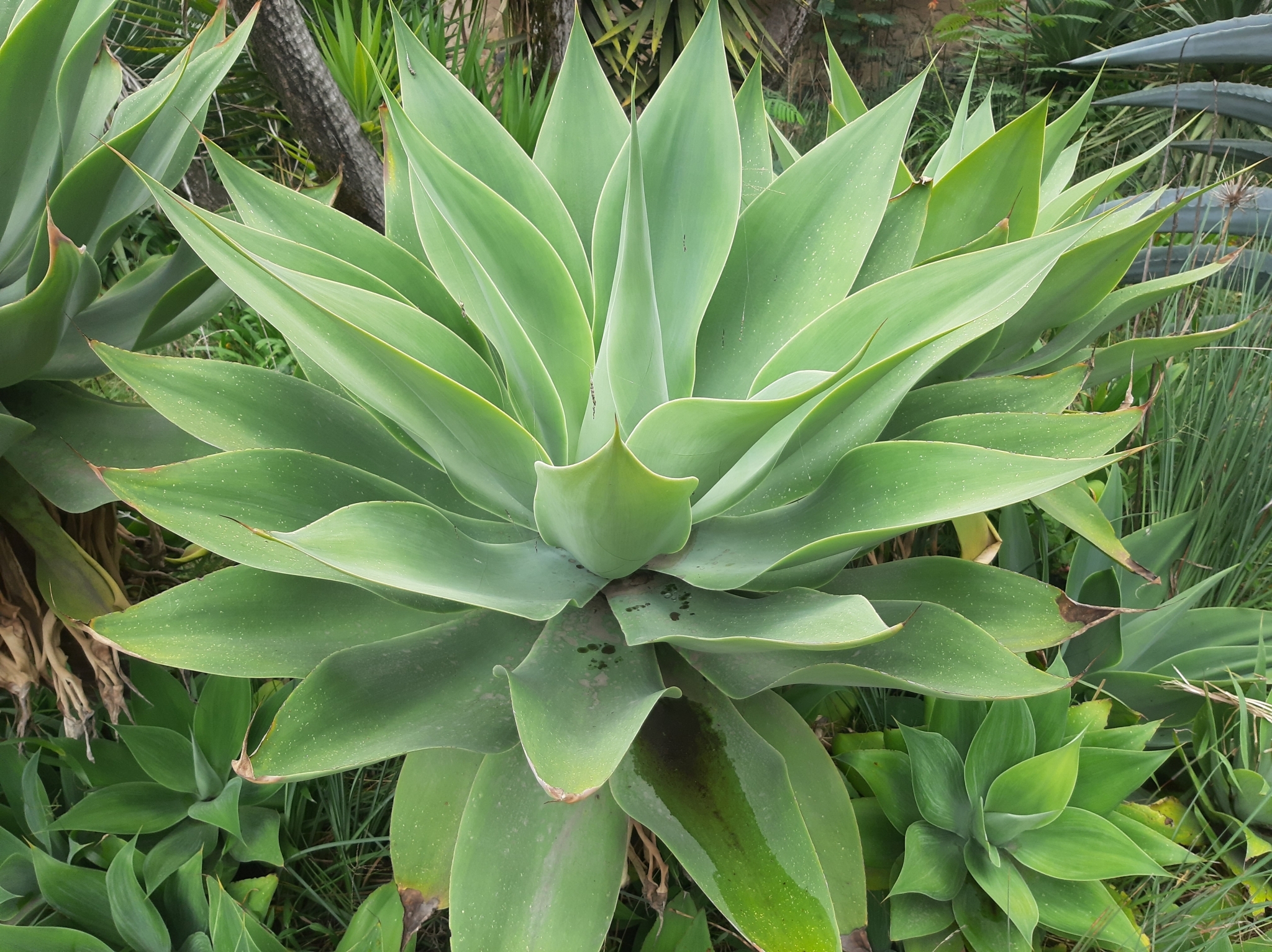 Agave attenuata image