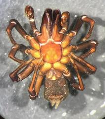 Sphodros niger