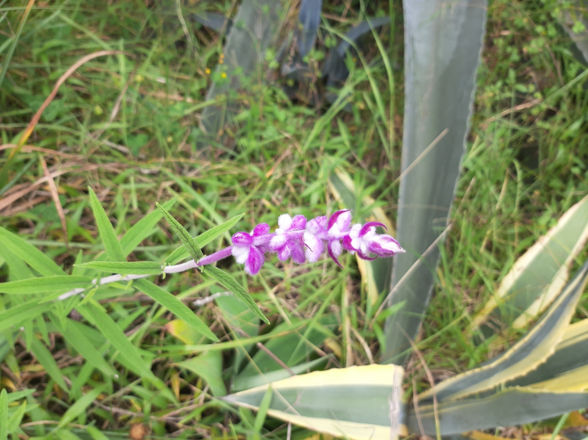 Salvia leucantha image