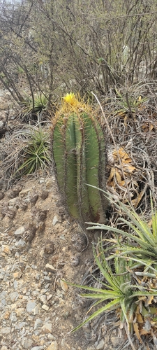 star cactus