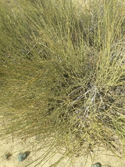 Ephedra californica