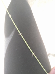 Ephedra californica