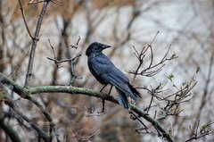 Corvus corone