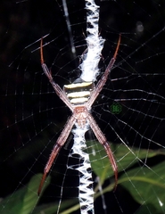 Argiope reinwardti