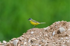 Motacilla flava cinereocapilla