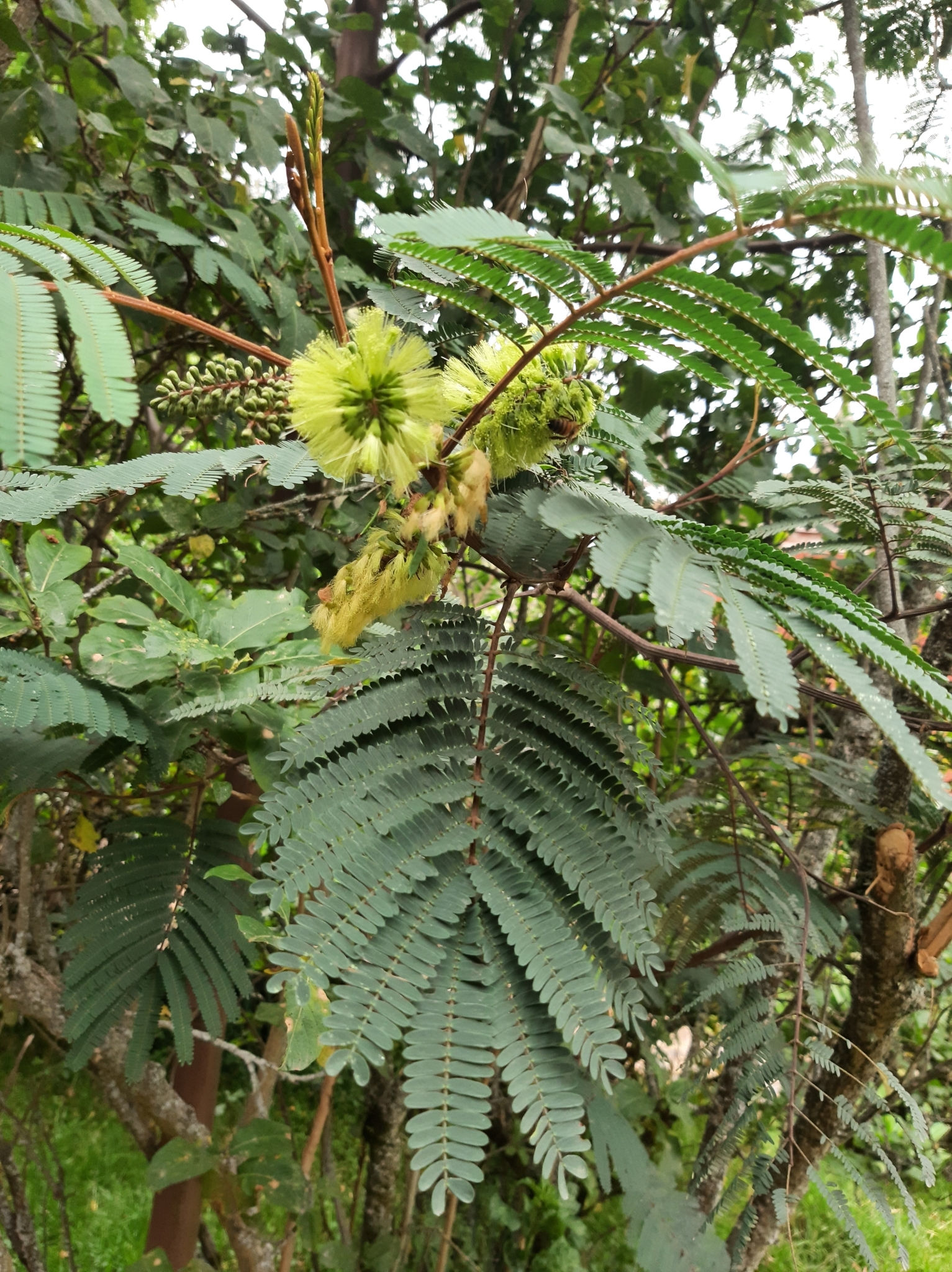 Paraserianthes image