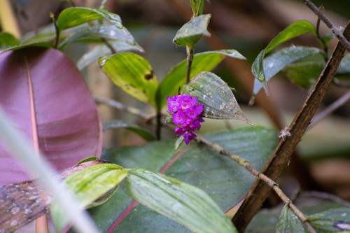 Elleanthus confusus Garay 3