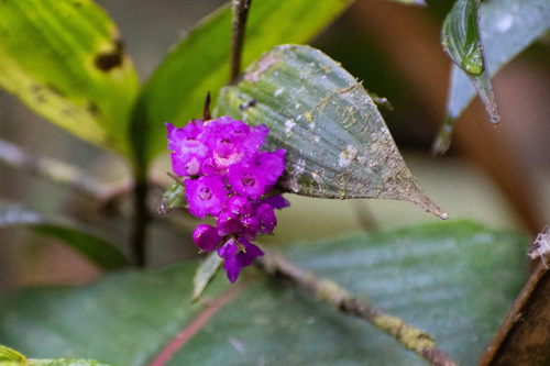 Elleanthus confusus Garay 2