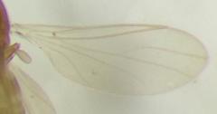 Psectrosciara
