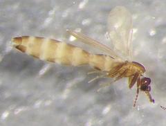 Psectrosciara