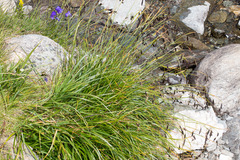 Carex frigida