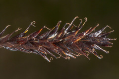 Carex frigida