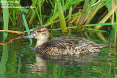 Baikal Teal photo 4